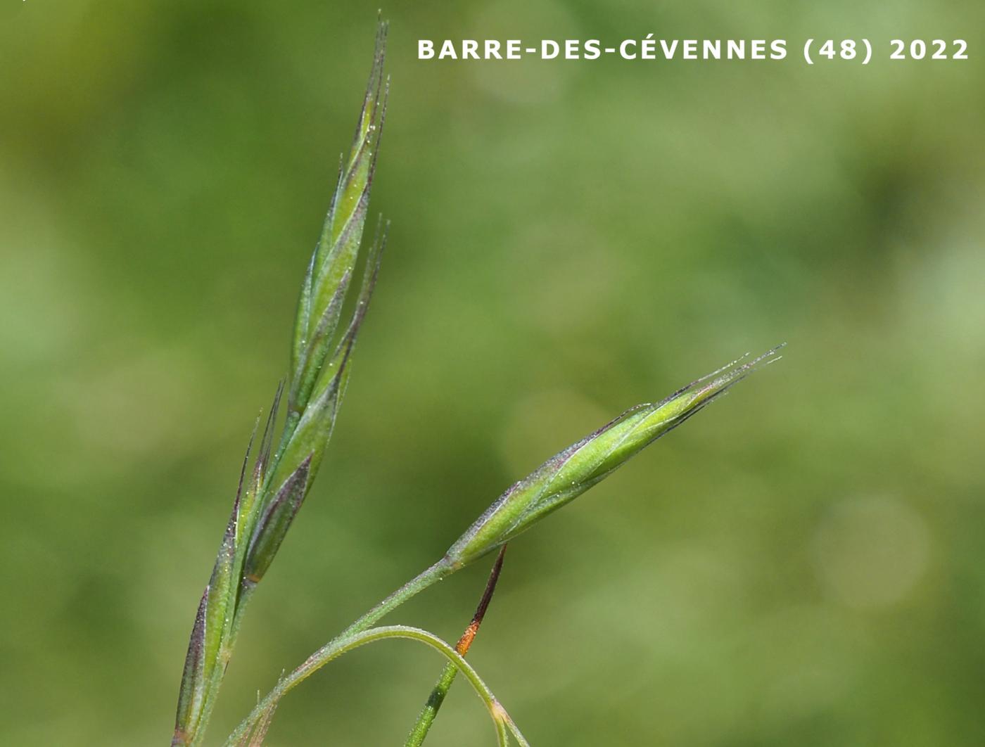 Fescue, (Black) flower